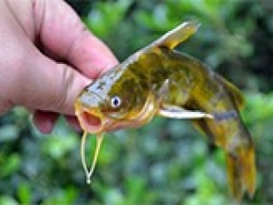 江蘇省新增黃顙魚和青蝦國家級水產種質資源保護區(qū)